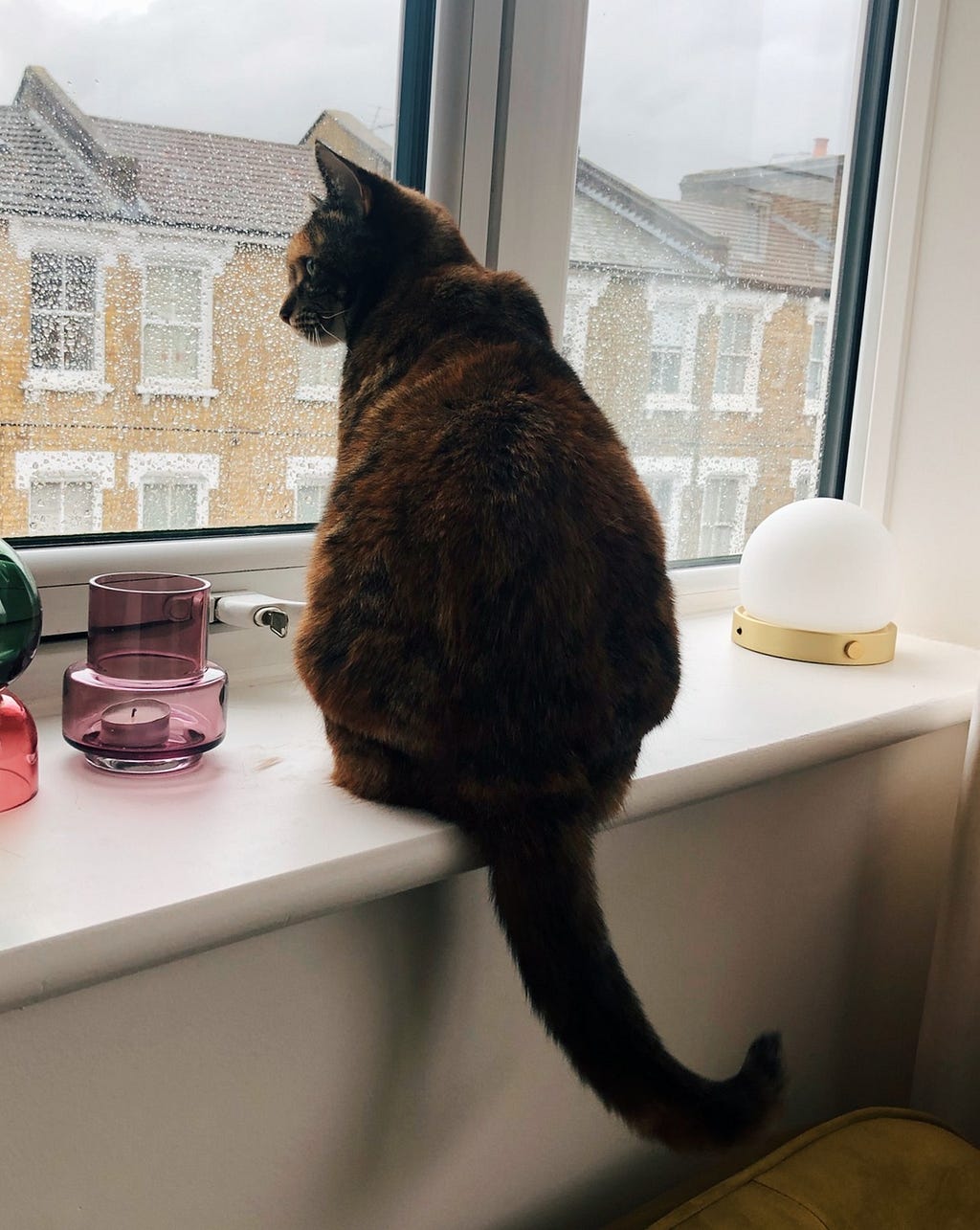 A brown cat called Bruno is sitting on a window ledge, looking out on a rainy day.