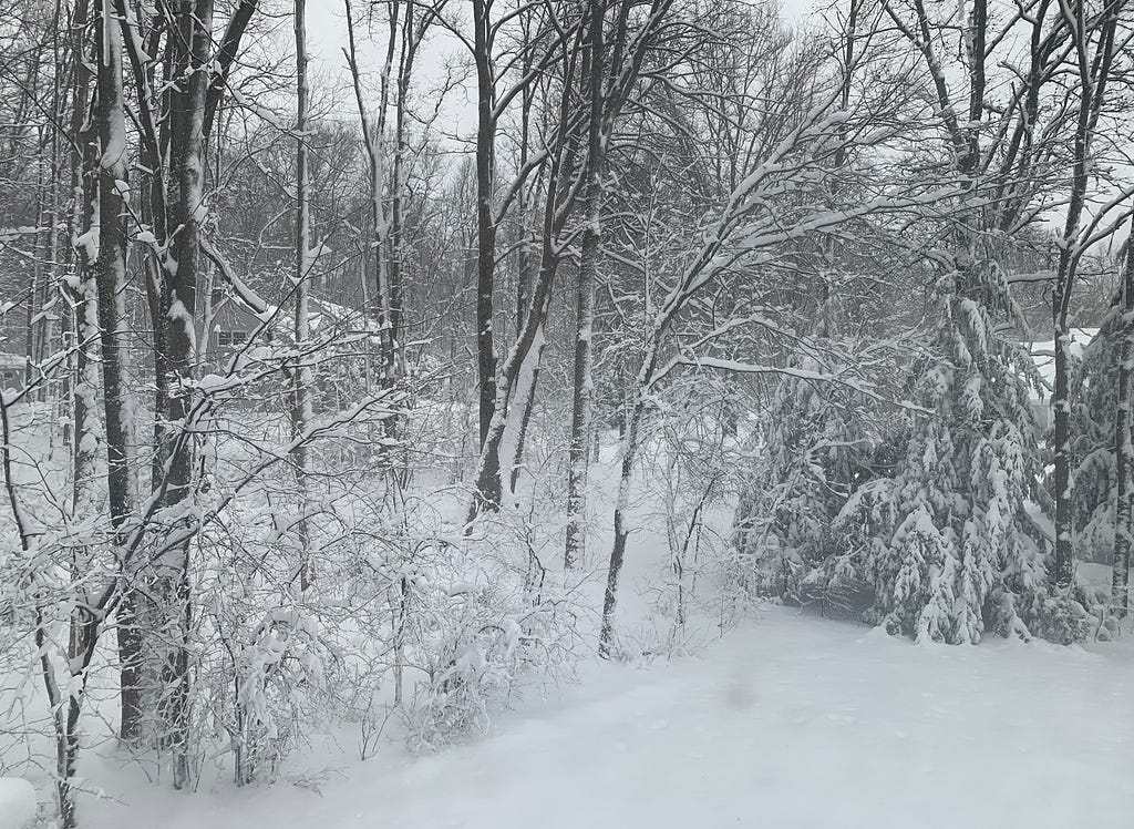 View of many trees covered in snow.