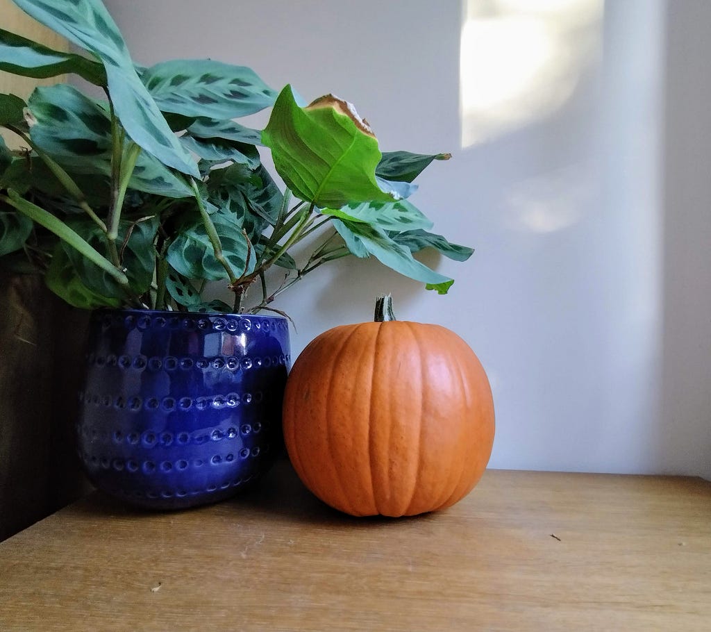 On a table there is a pumpkin in the middle. On the left is a plant with green leaves in a large blue pot. A shaft of sunlight is on the wall.