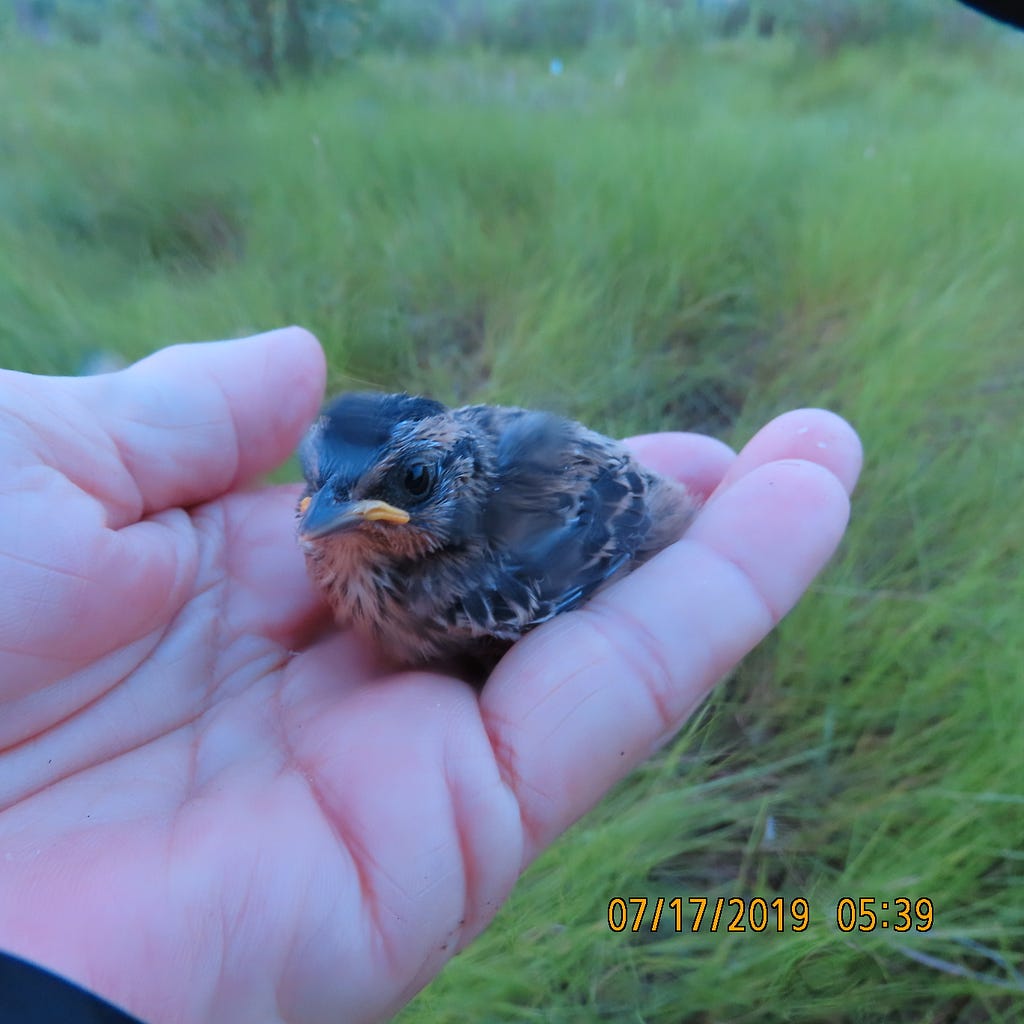 a small bird in the hand of a biologist