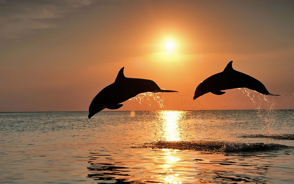 Dolphins leaping out of the water at sunset