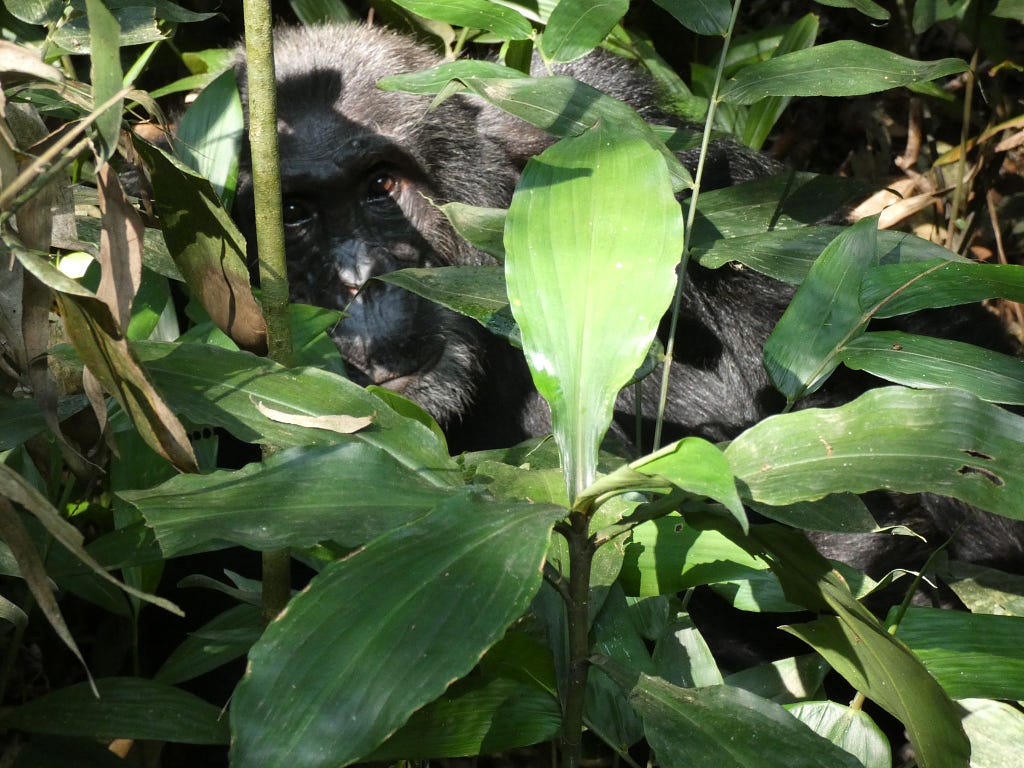primates safari in Uganda and Rwanda