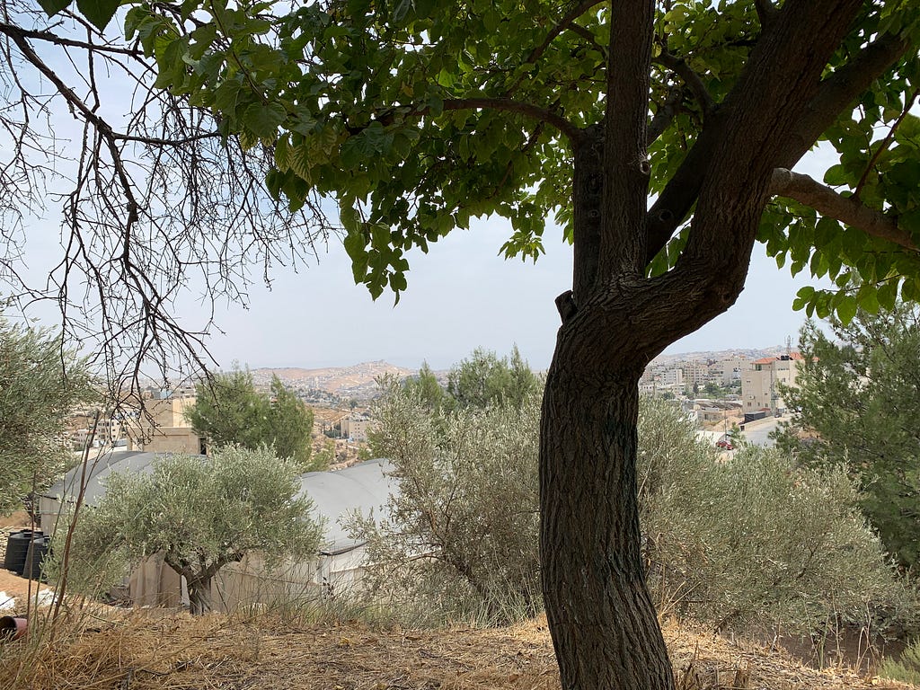 A view of Beit Sahur, where the shepherds lay in vigil on Christmas eve, from the Natural History Museum, Bethlehem, Palestine. (Photo by the author, Oct. 5, 2023).