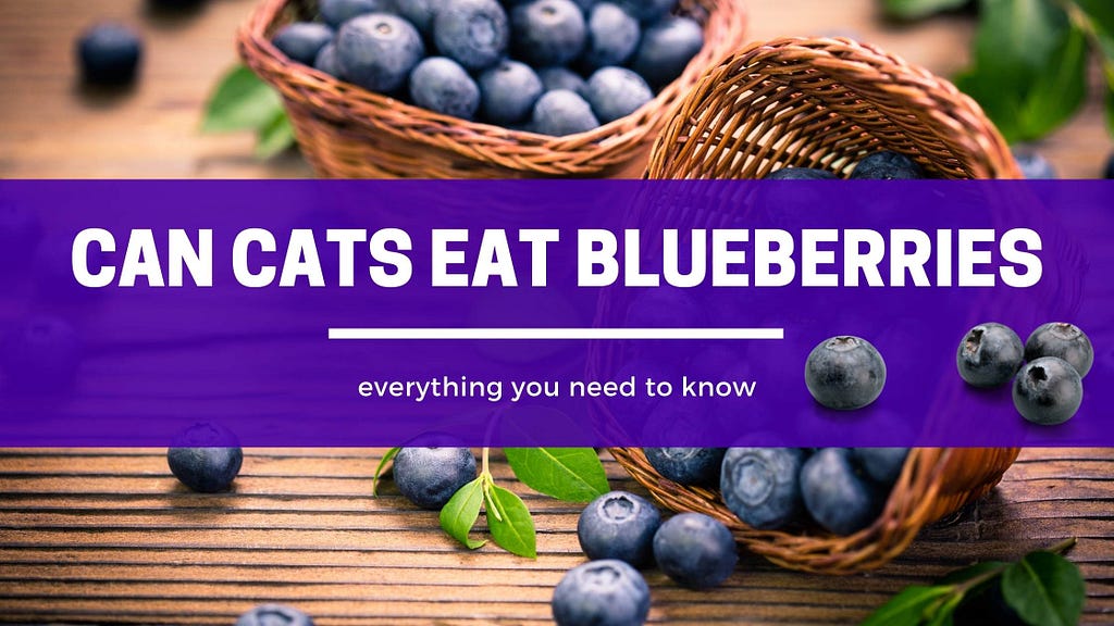 Can Cats Eat Blueberries