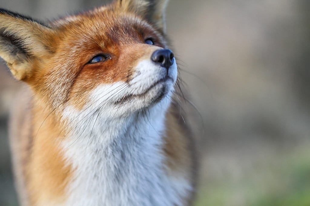 A fox looking wistfully into the distance.