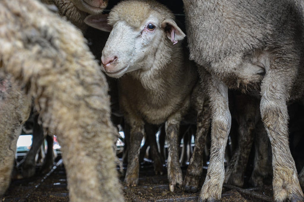 Sheep at Ballarat stockyards, Australia. Photo: © Jo-Anne McArthur, We Animals Media