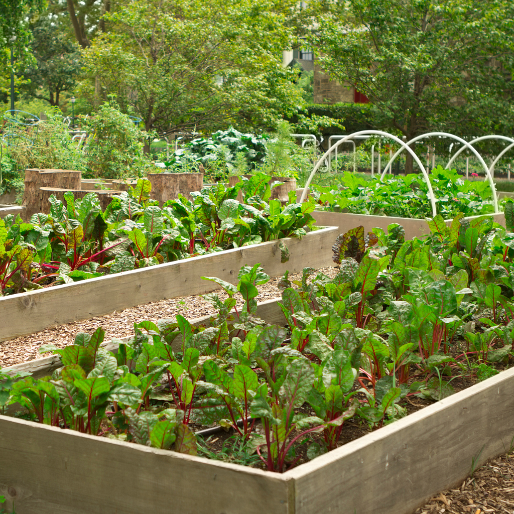 A lush, green community garden with multiple raised beds filled with various leafy vegetables. The garden is well-maintained and located in a peaceful outdoor setting, surrounded by trees and a few buildings in the background. This image highlights the beauty and productivity of urban gardening and community agriculture.