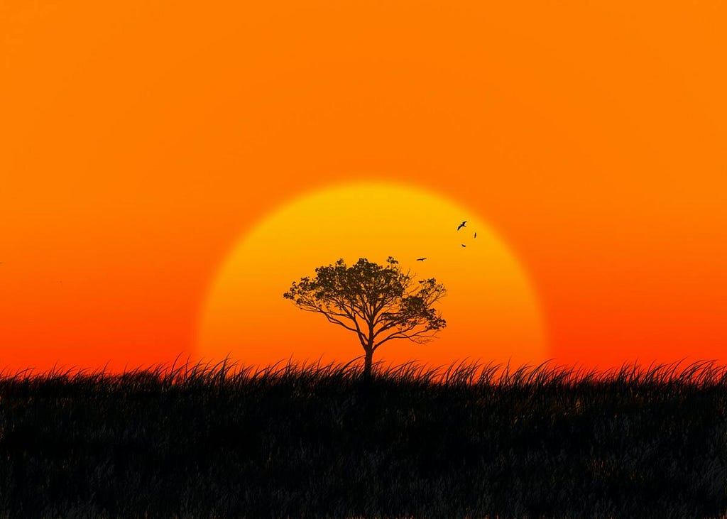 African orange sunset. The silhouette of a savannah tree appears in the middle, with some birds flying around. Orange and black shadows are the primary color.