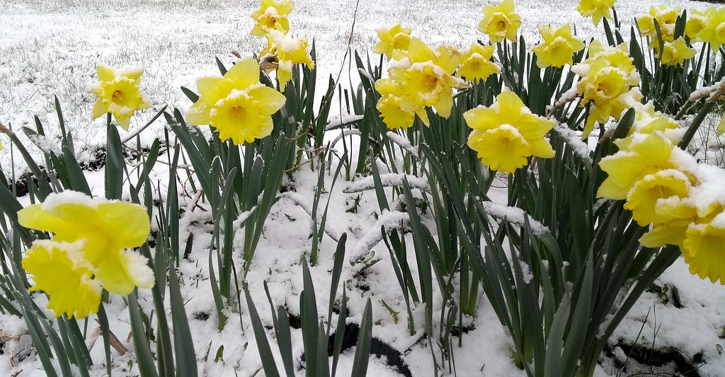 Yellow daffodils in snowy ground.