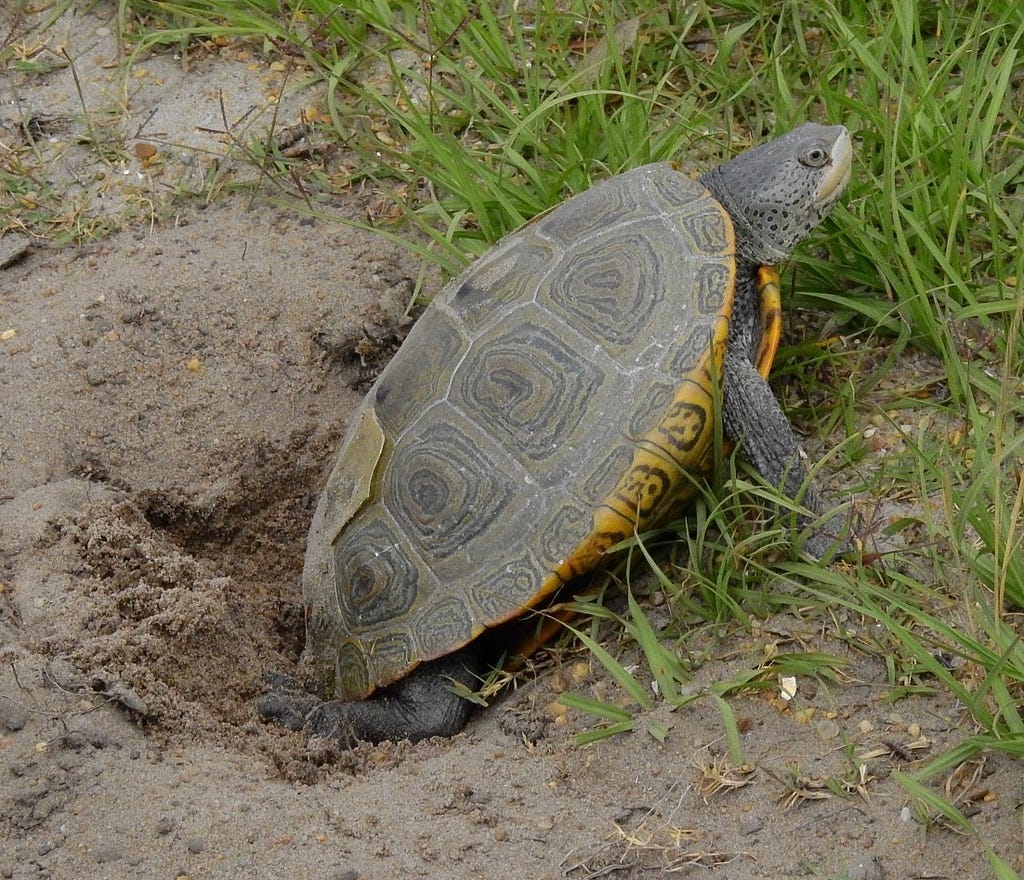 A Diamondback terrapin laying eggs at Pea Island National Wildlife Refuge