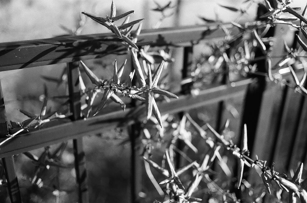 Weeds clinging to a fence.