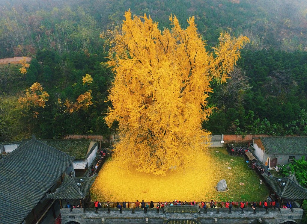 An extremely beautiful tree shedding all of its bright yellow leaves at once into a square yard below. There is a forest in the background; the homes around the yard have dark, sloping roofs.