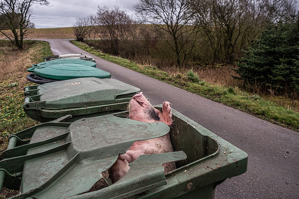 Garbage day. Dead pig waits for collection outside a farm entrance. Denmark, 2017. Selene Magnolia / We Animals Media