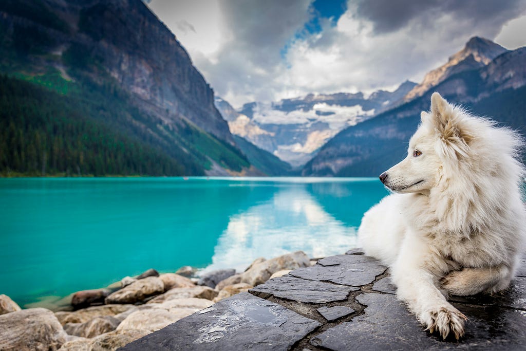 A white dog looks out over a turquoise lake nestled among mountains.
