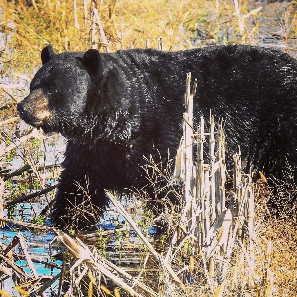 Black bear walking through flooded fields at Alligator River National Wildlife Refuge