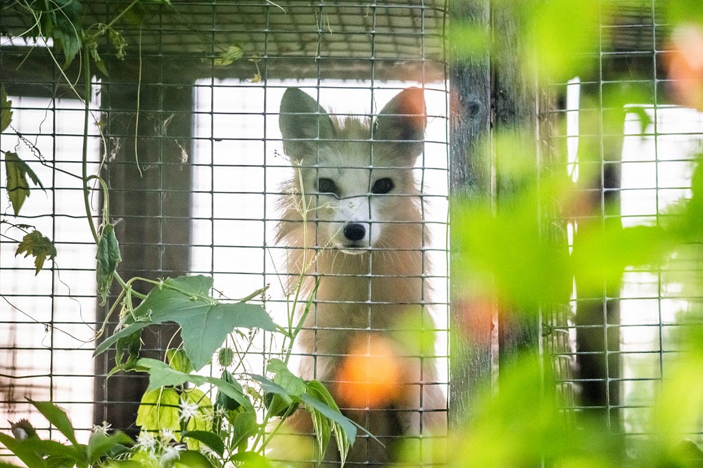 A farmed fox peers through the wire mesh of their barren cage at a fur farm in Quebec, Canada. This calico or marble-coated fox will spend their entire life confined, and typically alone, inside this type of cage. Foxes like this individual are used for breeding or will eventually be killed for their fur. Canada, 2022. We Animals Media