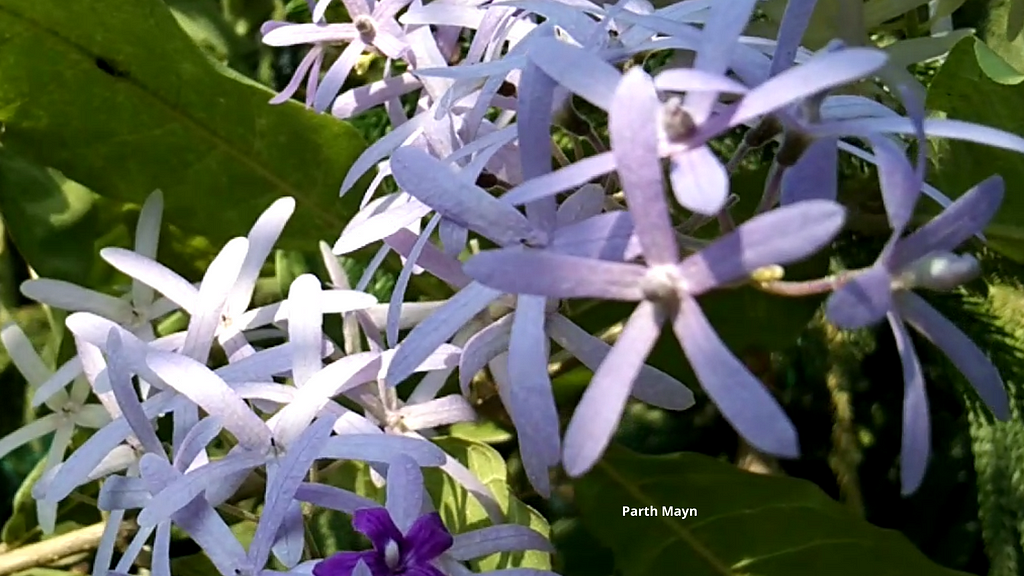 Petrea Volubilis (Sandpaper vine) Queen’s wreath