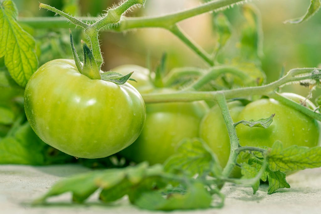 Green tomatos