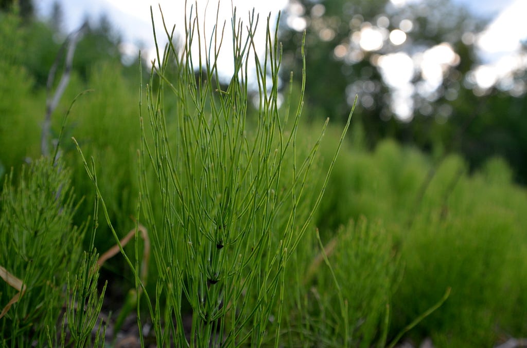 A field of horsetail. Photo by Sheila Sharpe-Beasley