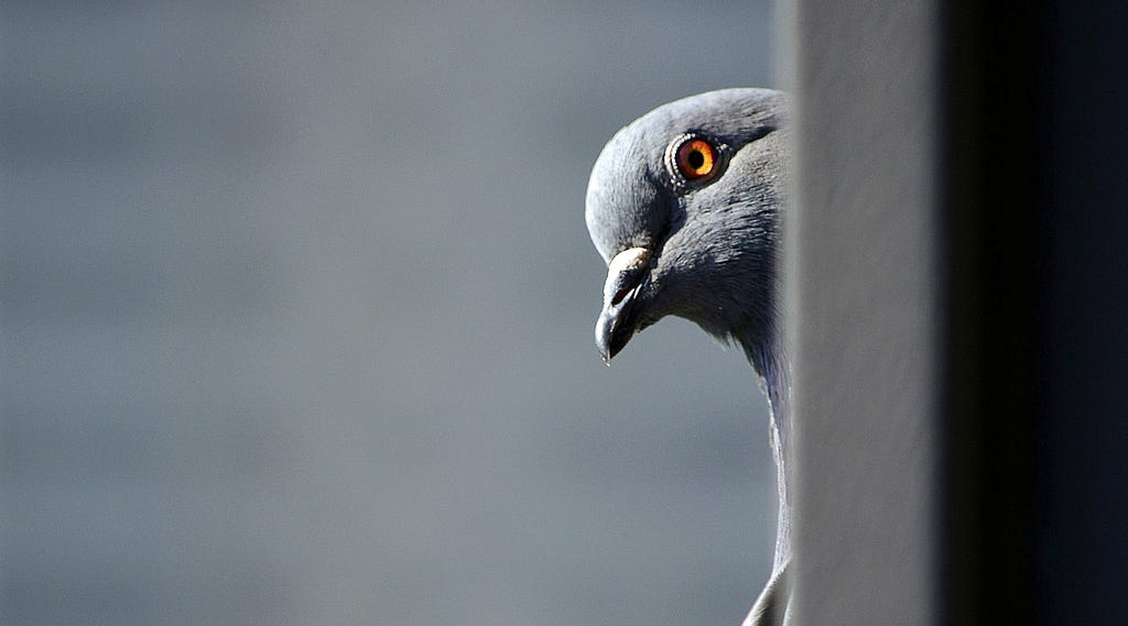 Pigeon is inquisitive, and vaguely threatening. Only its head and the start of its shoulder are visible. It may or may not be thinking about stealing your walkman.