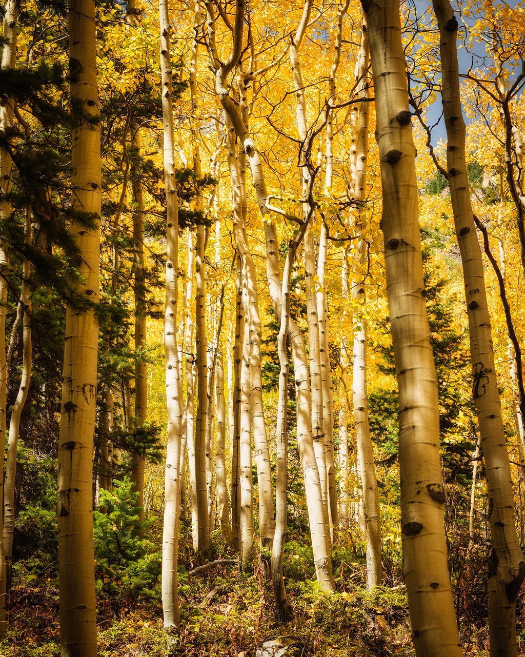 Golden aspen trees on the trail at Maroon Bells, Colorado in the fall.