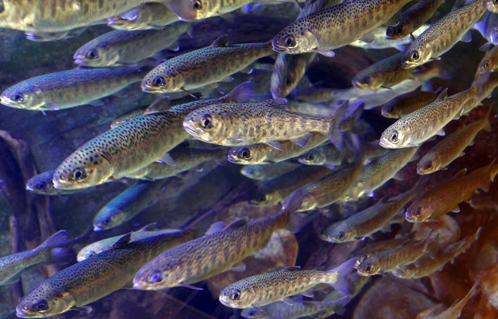 A school of fish swimming together.