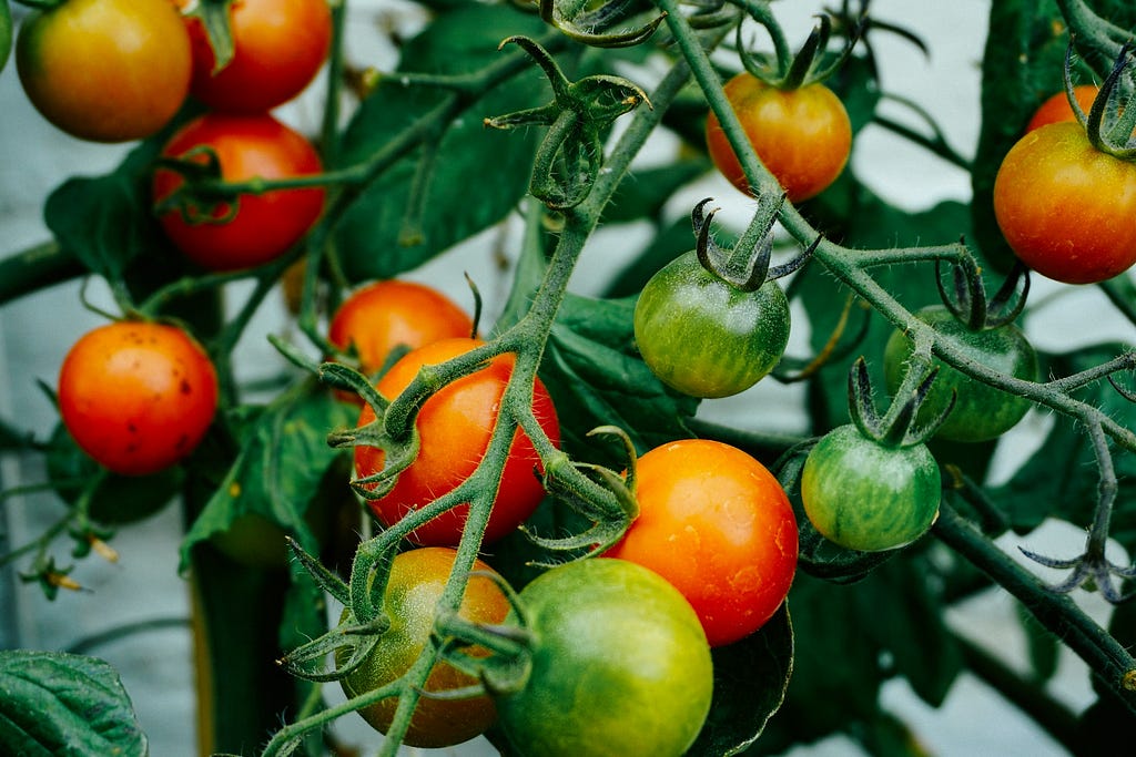 A ripening tomato plant with a mixture of green and red cherry tomatoes