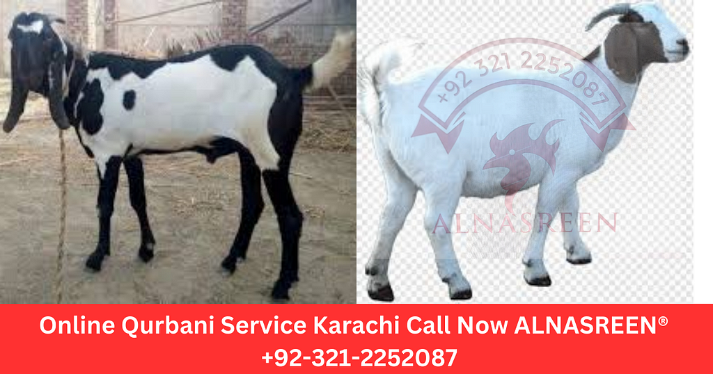 Online Qurbani Karachi Pakistan