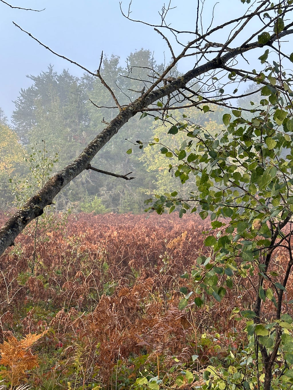 foggy landscape:brown fern foliage