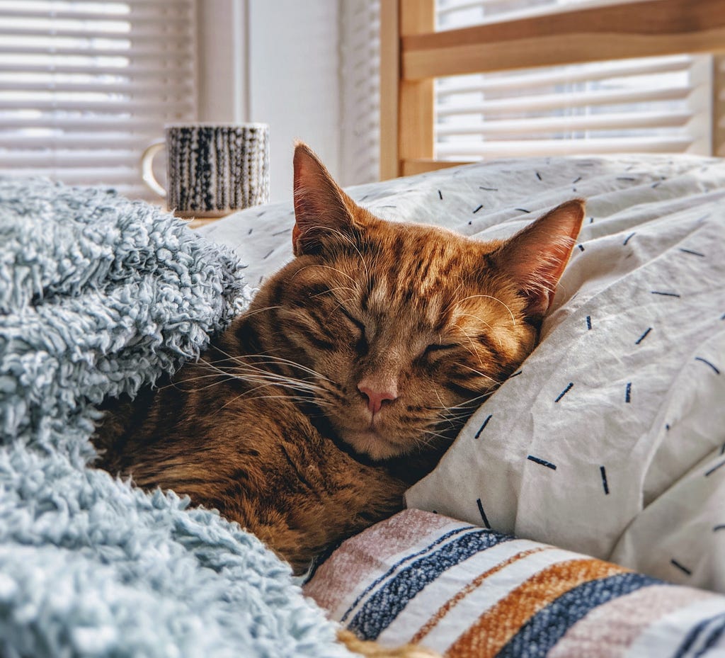 Cat in bed, Cat sitting, cat sleeping, orange cat