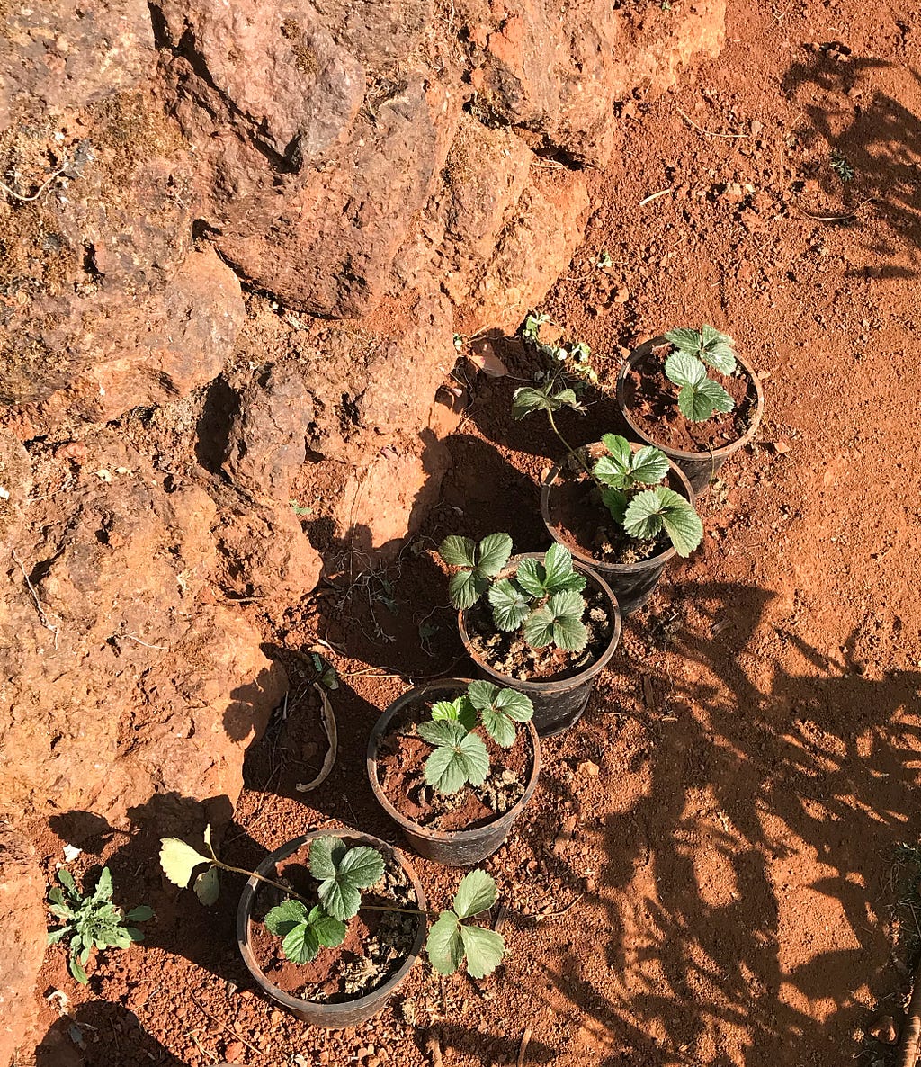 Strawberry plant from nursery in Wai