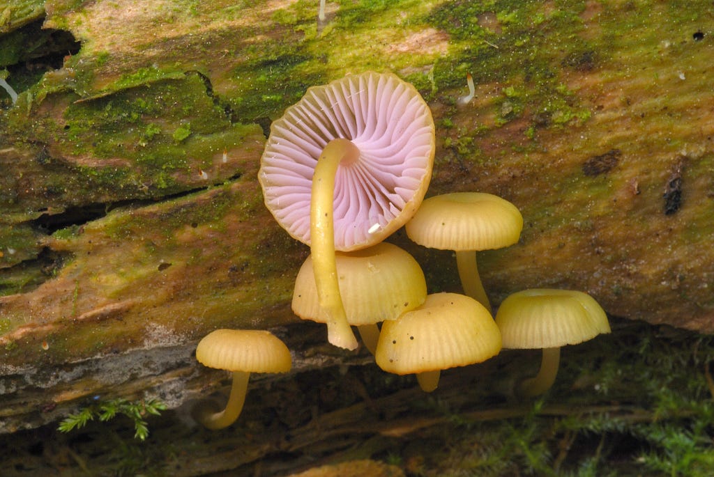 Five yellow mushrooms growing under on a mossy log. The largest mushroom shows the pink underside.