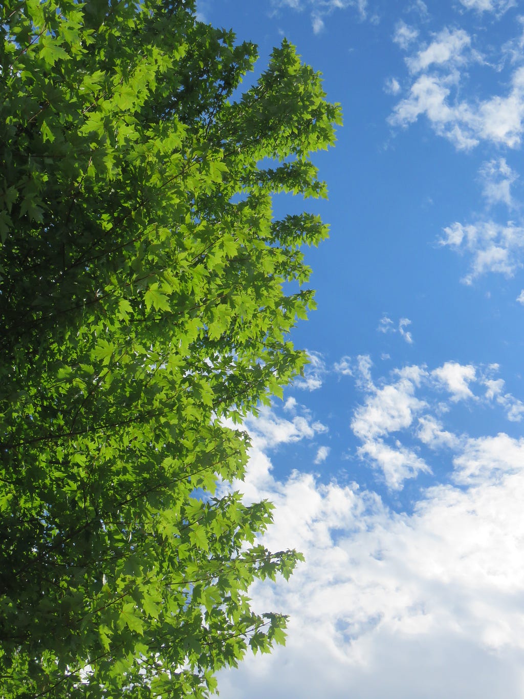 A big, bold, beautiful green tree against a wondrous blue sky with little white clouds. I took the picture myself. God bless you and I love you so much!