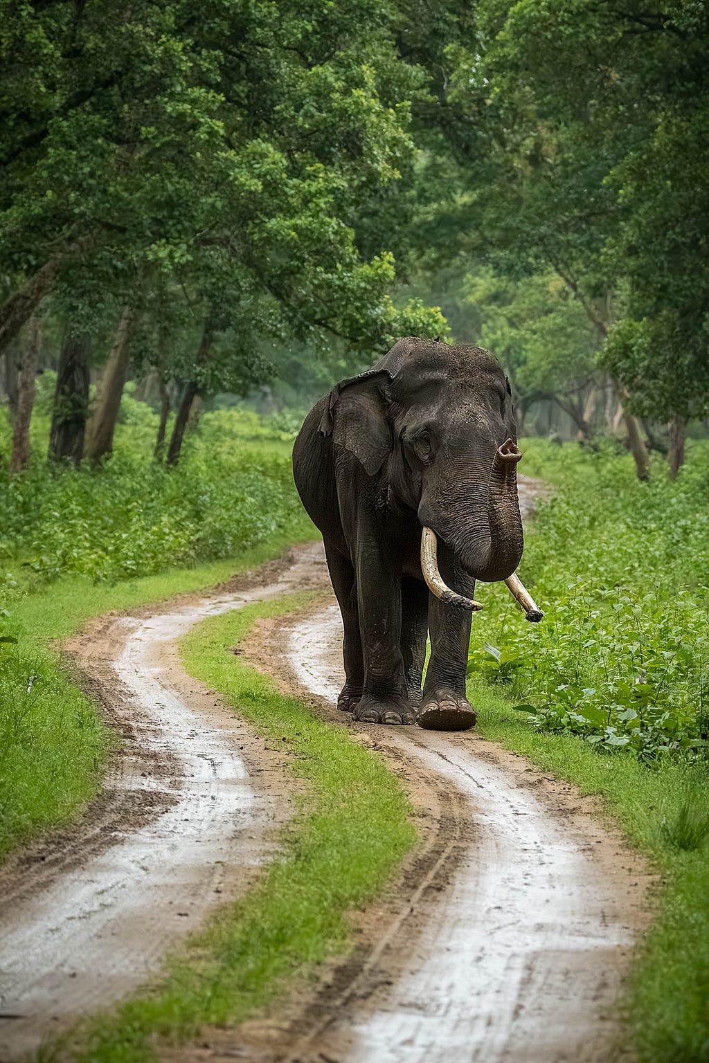A bull elephant in the Kabini forest, Karnataka, India