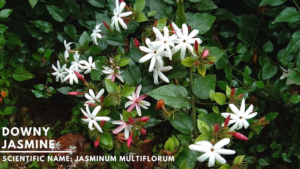 Difference Between Star Jasmine and Downy Jasmine (Jasminum Multiflorum) VS (Trachelospermum Jasminoides)