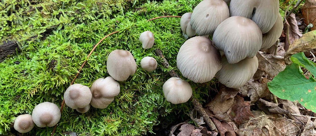 Fungi and bryophytes living on decomposing log. Boulder Lake, WI, USA. IMAGE CREDIT: Laurel Haak, CC-BY-4.0