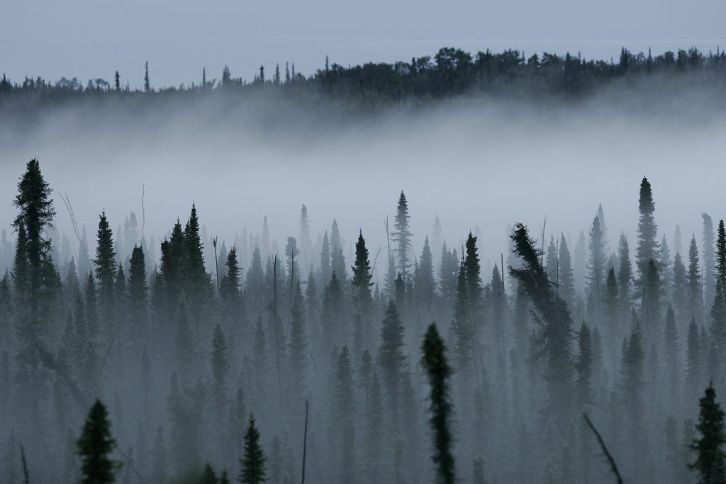 White mist blankets a forest of black spruce.