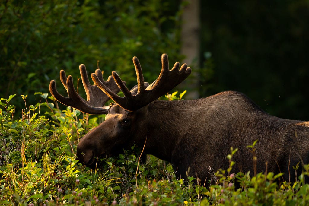 Moose chews on forest vegetation.