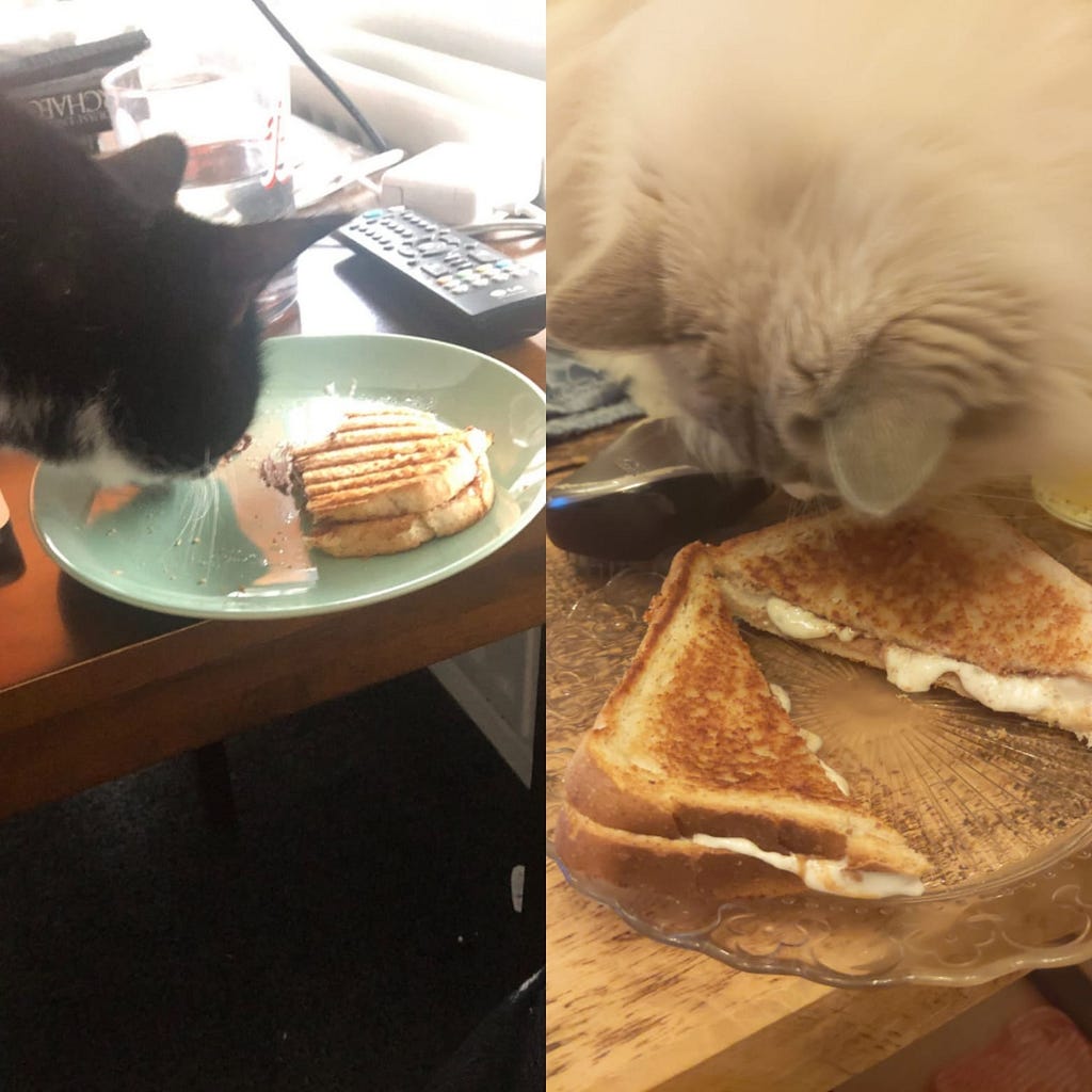 Two images side by side. Each image shows a cat smelling a toasted sandwich with a filling of marshmallow and chocolate.
