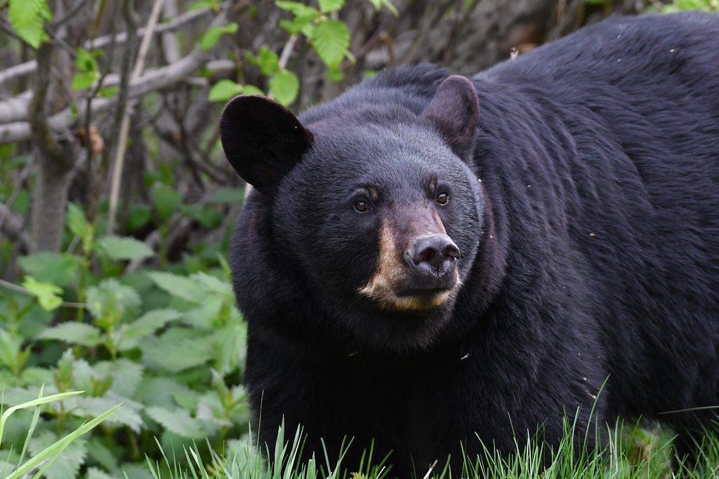 close up of a black bear