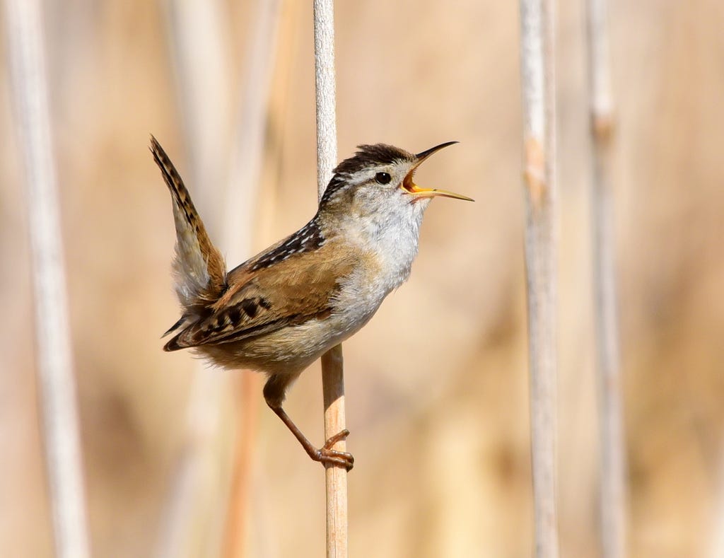 The Marsh wren (Cistothorus palustris) climbing a cattail to sing at Seedskadee National Wildlife Refuge.