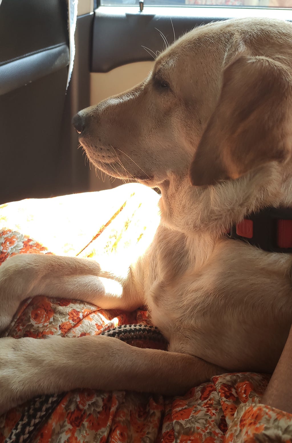 A beautiful Labrador retriever in a car with her paws on a human’s lap