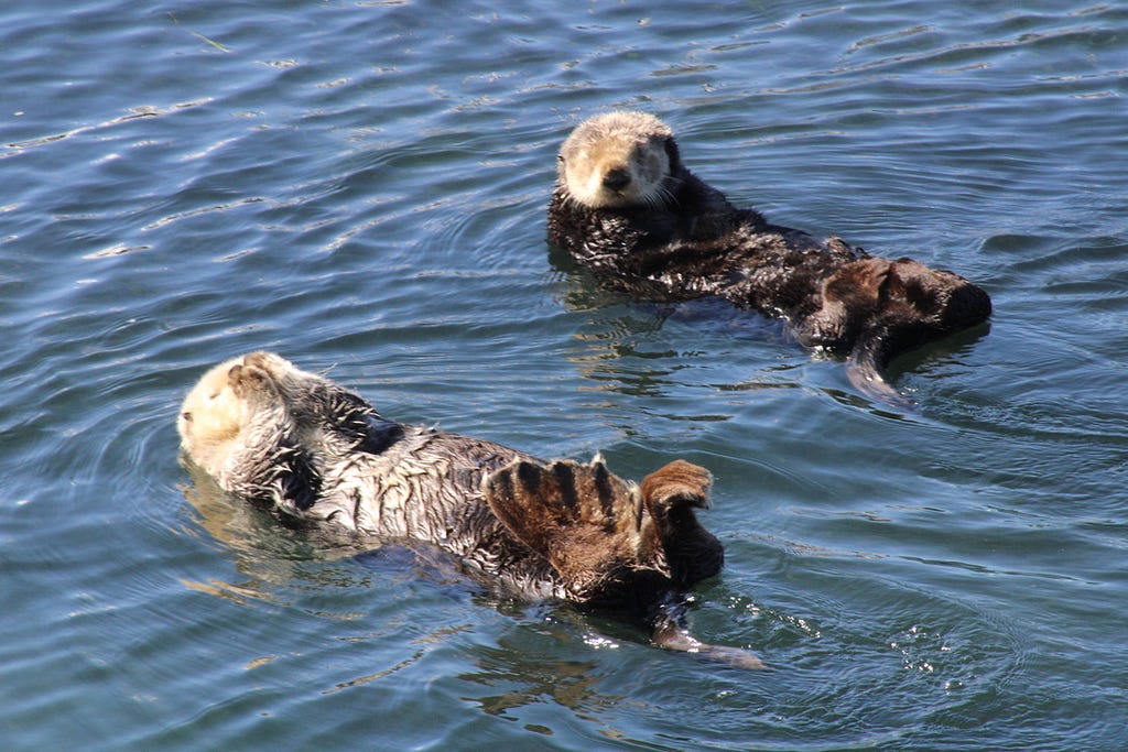 Two sea otters floating on their backs in Morro Bay