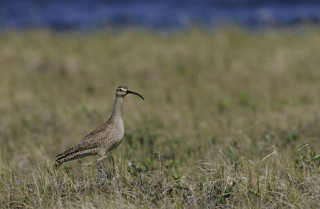 a whimbrel in the grass