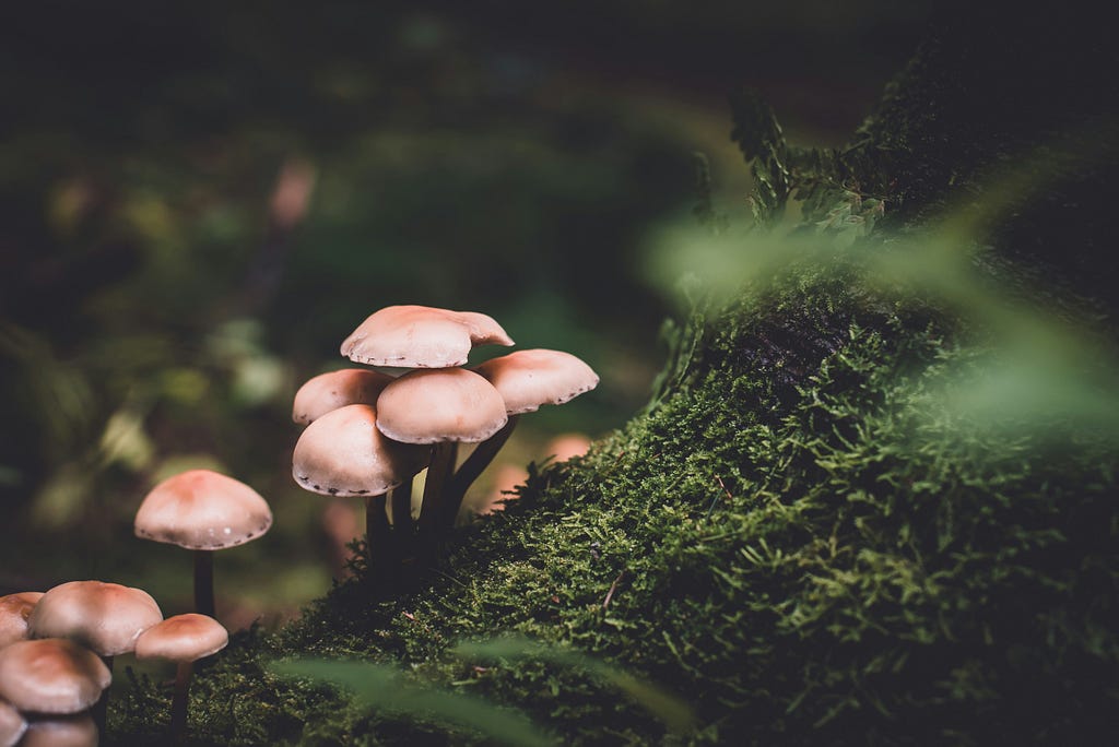 Pale cluster of mushrooms on dark green mossy log in a green forest