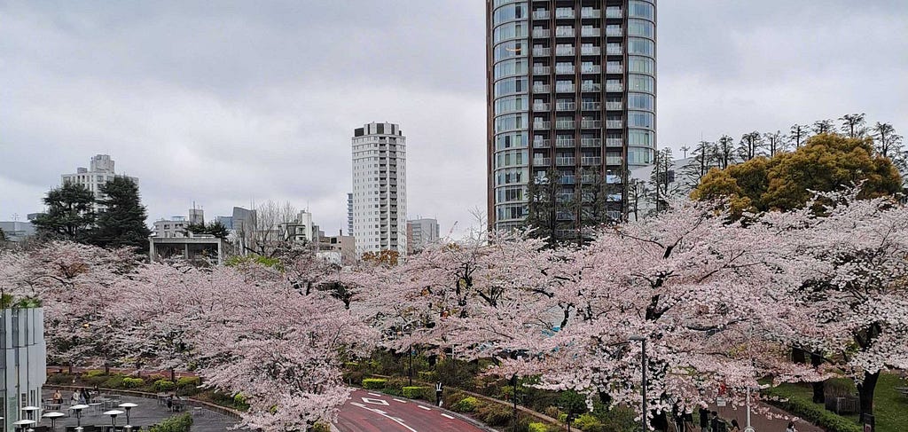Sakura trees at Tokyo Midtown