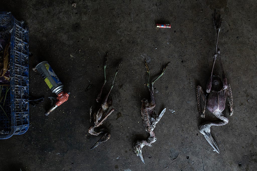 The charred bodies of three dead storks lie on the floor at the Thanh Hoa Bird Market, which is an exotic animal market in Vietnam. A torch has been used to burn off their feathers. Vietnam, 2022. Aaron Gekoski / Asia for Animals Coalition / We Animals Media