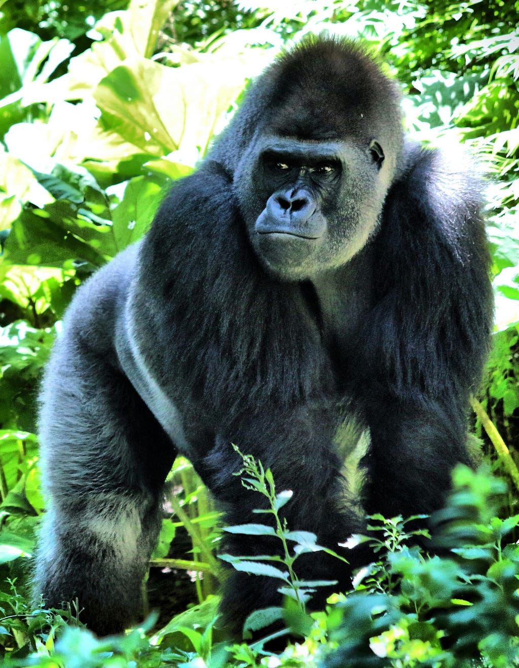 A very handsome gorilla