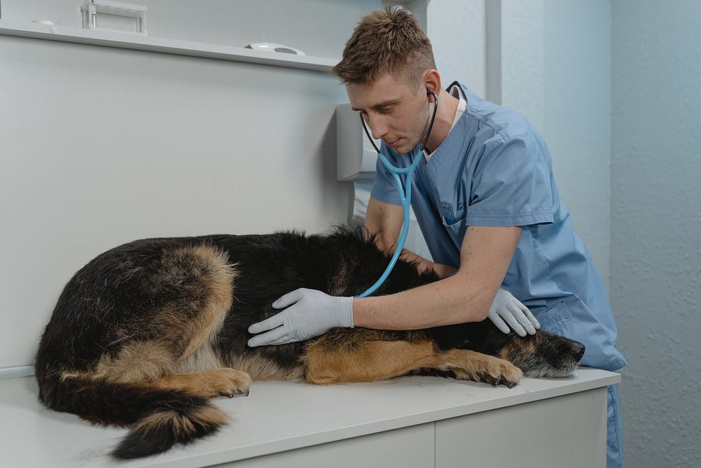 Veterinarian listens to a dog’s heart with a stethiscope
