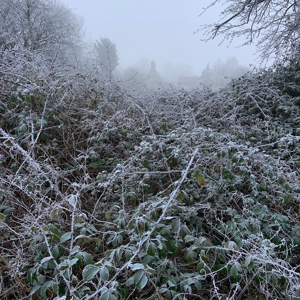 Frosty hedgerow with houses in the distance